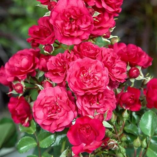 Rosa Gärtnerfreude ® - rosso - rose tappezzanti